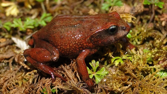 1280550 descubren dos nuevas especies de ranas en el parque nacional yanachaga chemillen1
