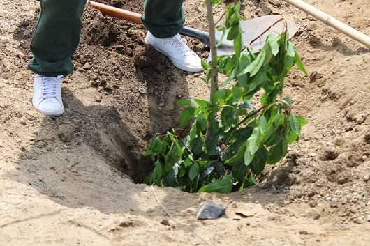 80 árboles fueron plantados por voluntarios de BanBif en Punta Negra 1 BanBif Plantacion de arboles31