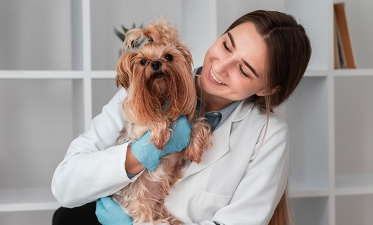 Veterinario y mascotas 1