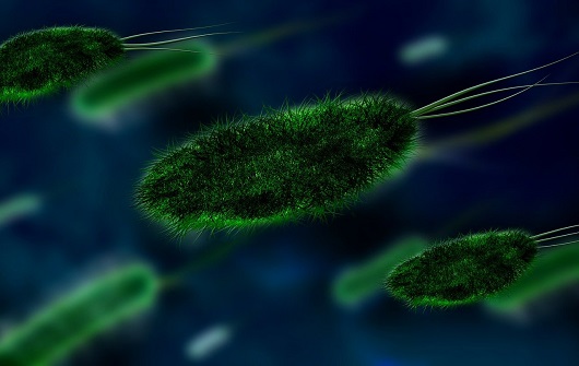 bacteria 106583 1280