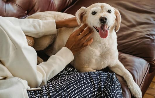 7 factores que estresan a tu perro y cómo proteger su bienestar 1 Cosas que estresan a tu perro1