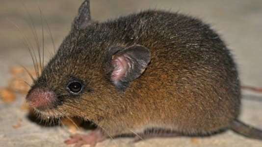 Confirman nueva especie de roedor andino en Tabaconas Namballe 1 1343742 roedor tabaconas1