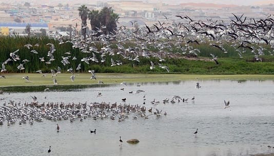 Conoce el refugio de más de 21 mil aves en la única Área Natural Protegida de Lima 1 1355396 pantanos 11
