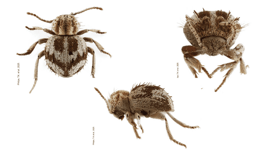 1384462 ica descubren nueva especie de escarabajo en la reserva nacional san fernando11