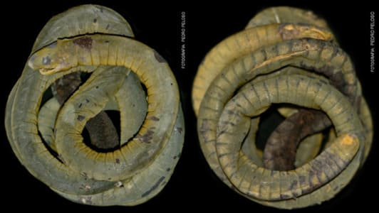 1385481 primer registro de caecilia crassisquama para el peru se dio en un area natural protegida11