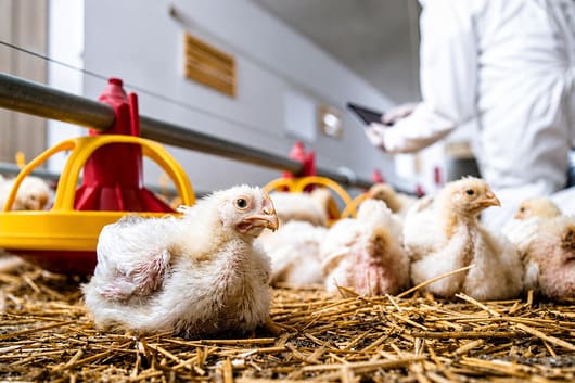 Bioseguridad avícola en el Perú: claves para productos de calidad 1 Avicultura 111