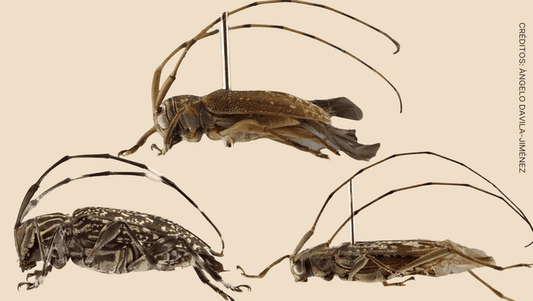 Nuevas especies de escarabajos descubiertas en la Reserva de Biosfera del Manu 1 1403150 investigadores descubren un nuevo genero y nueve especies desconocidas para la ciencia en la reserva de biosfera del manu11