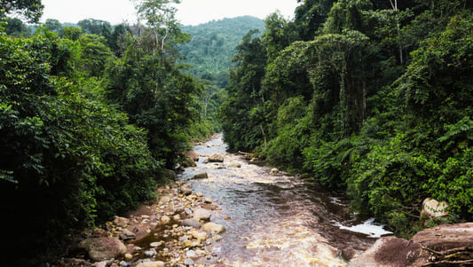 Bosque de Protección Tijae–Río Nieva resguarda agua y biodiversidad 1 1423262 ejecutivo aprueba la creacion del bosque de proteccion tijae rio nieva para conservar fuentes de agua y biodiversidad11