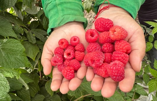 Oportunidad agrícola en frutos rojos para el Perú 1 Frutos Rojos del Peru 4111