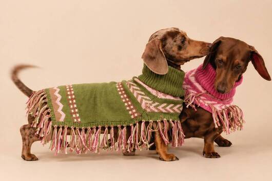 Mister Doggy será la primera marca peruana en Paris Dog Fashion Week 1 0111