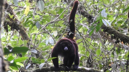 Sernanp monitorea al mono choro de cola amarilla en Alto Mayo 1 1449988 monitoreo del mono choro de cola amarilla fortalece su conservacion en el bosque de proteccion alto mayo11