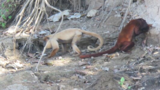 1456997 manu fotografian por primera vez a un cotomono rojo con un inusual pelaje claro11